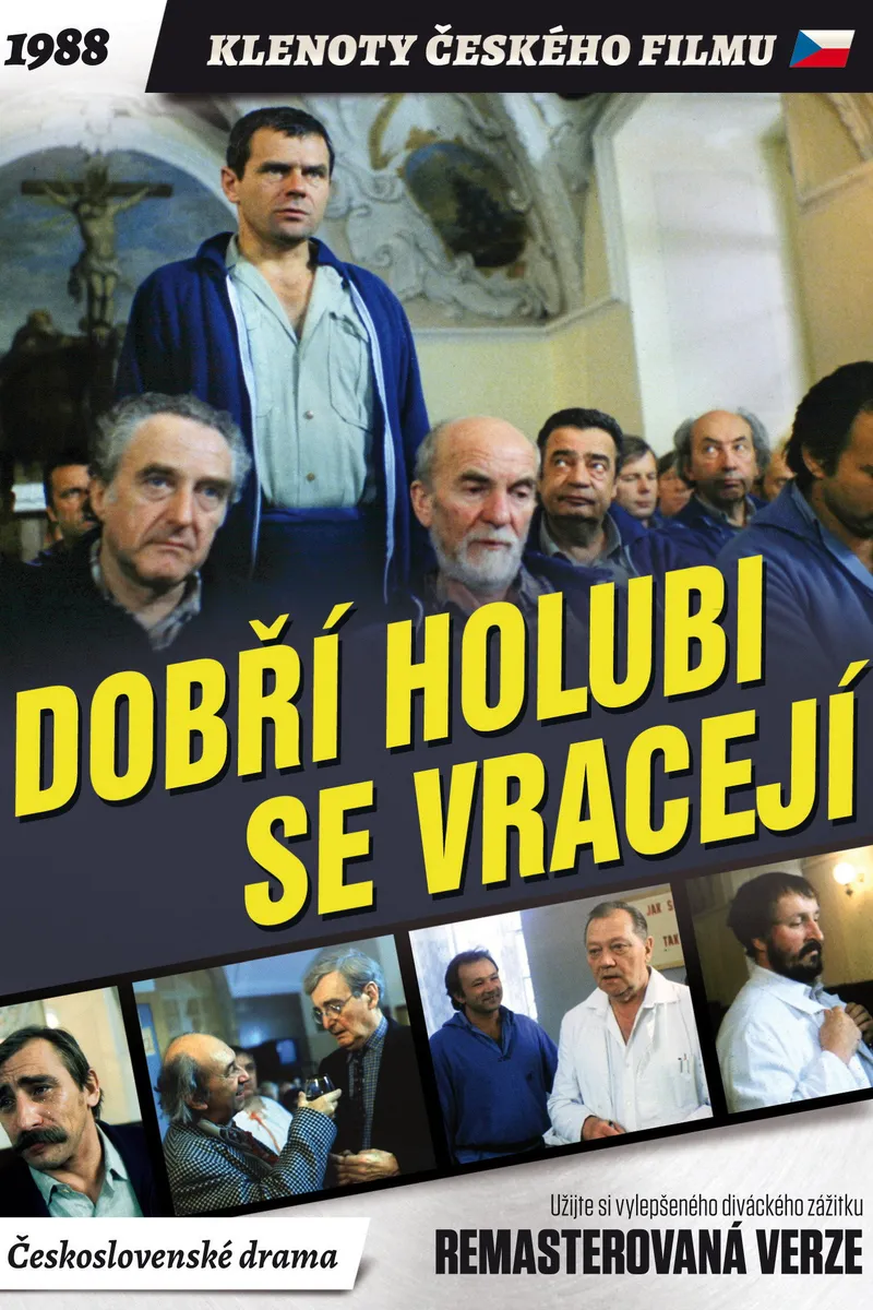 Dobří holubi se vracejí