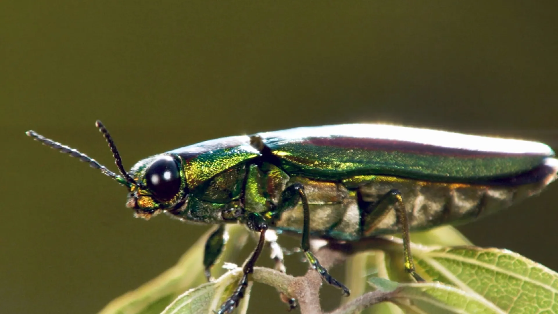Insekten – Die Meister der Anpassung