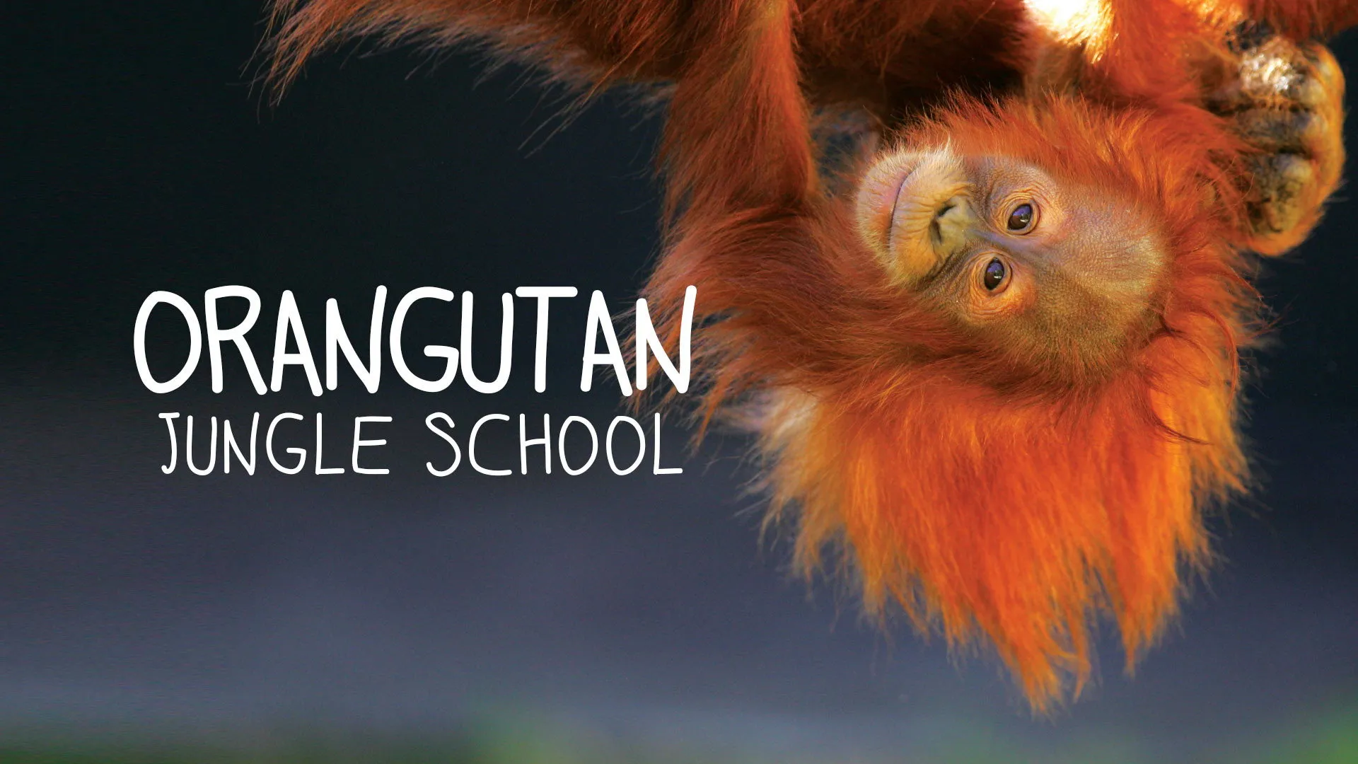 Orangutaní škola v džungli